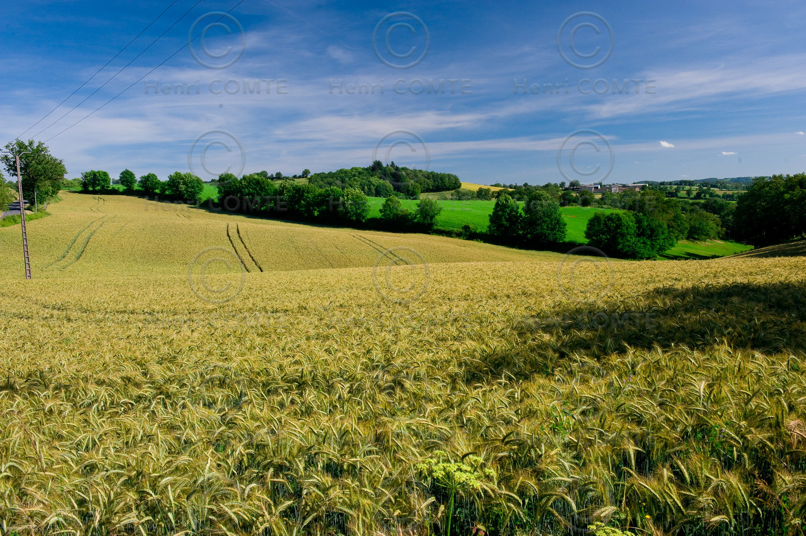 Champ de céréales dans le Levezou - Aveyron