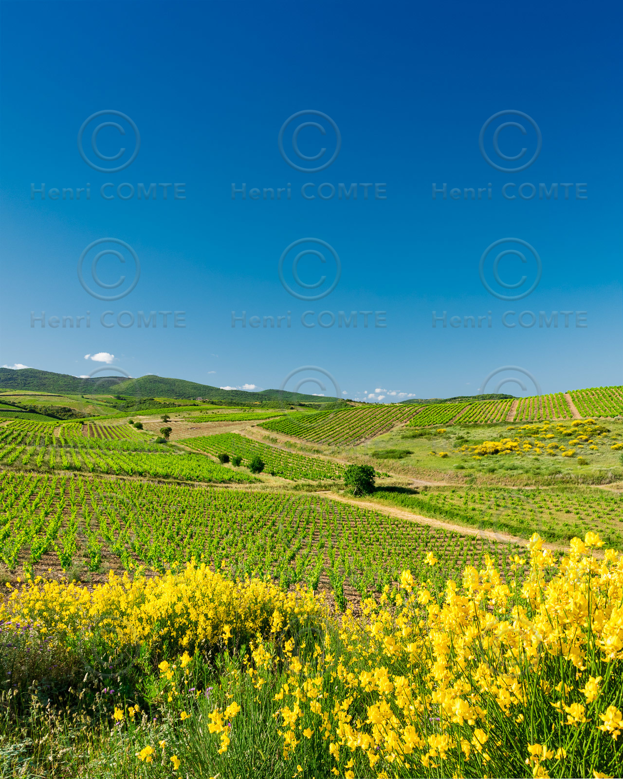 Vignoble de Faugères