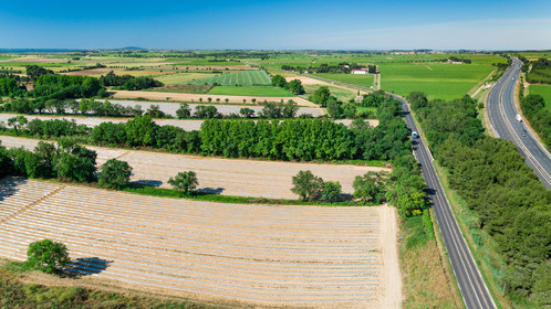 Champs de melons